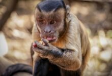 caller behavior analysis mapping