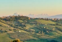 toll free adoption insights available