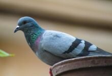 royal stag whisky punjab pricing