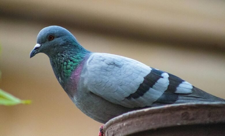 royal stag whisky punjab pricing