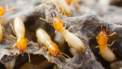 How to Protect Your Home from Termites in Albury
