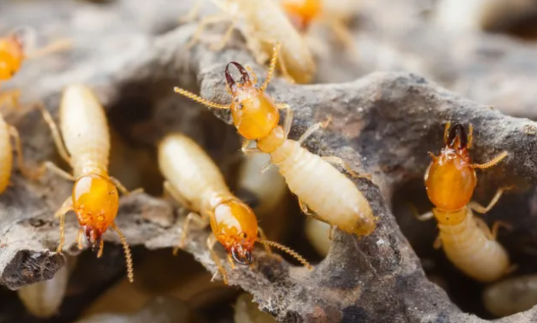 How to Protect Your Home from Termites in Albury